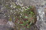 Michaux's saxifrage